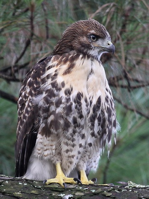 Red-tailed Hawks